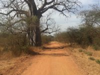 Entre piste et baobab, Sénégal